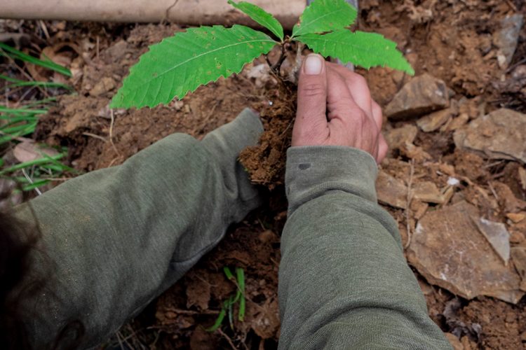 Treedom Friends 2022_Photo_Treeplanting Italy (1.1)